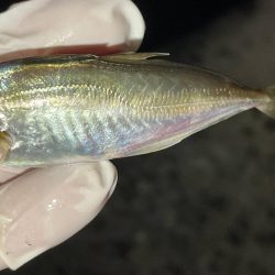 大サバ回遊アリ!