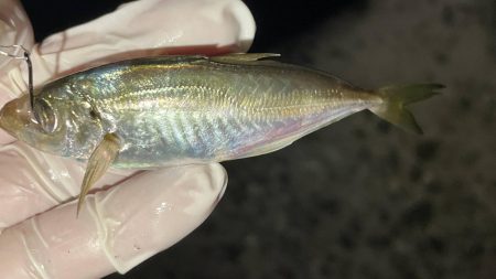 大サバ回遊アリ!