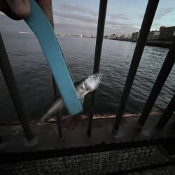 まだまだ豆アジ回遊中