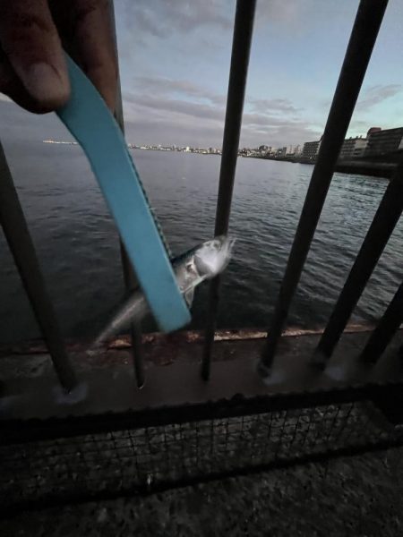 まだまだ豆アジ回遊中