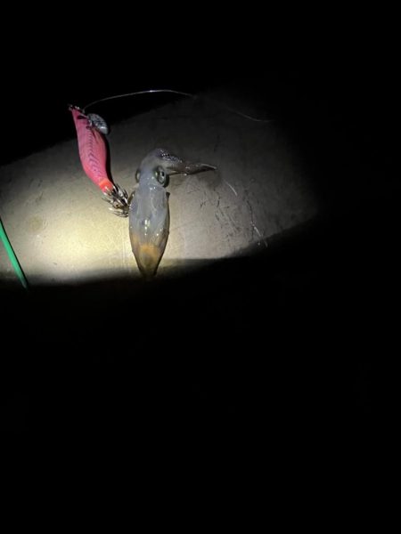 久しぶりイカサマー