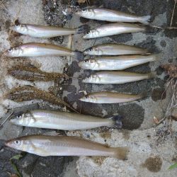 猛暑のキス釣り