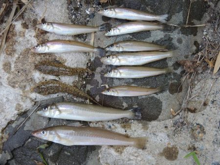 猛暑のキス釣り