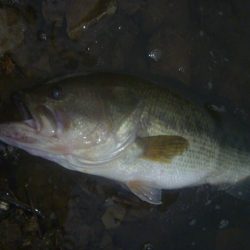 7月のナマズバス