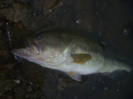 7月のナマズバス