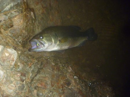 一庫ダム釣行