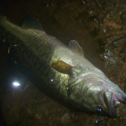 スピナベでバス