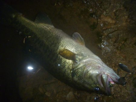 スピナベでバス