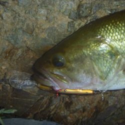 シャッドでバス