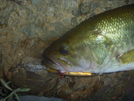 シャッドでバス