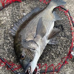 ヘチってきました