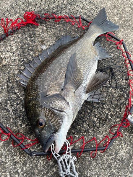 ヘチってきました