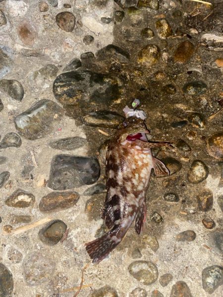 キジハタ&カサゴ　