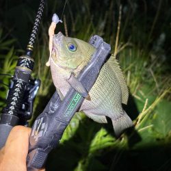 ガシラマンション発見