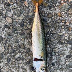 ジグサビキ　11