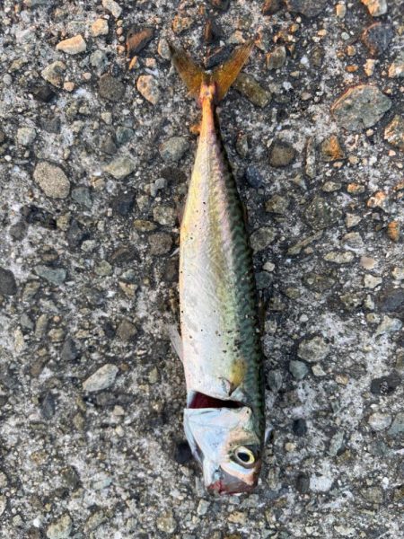 ジグサビキ　11