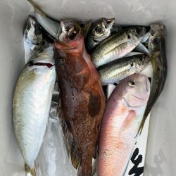 ジグしたりサビキしたり鯛ラバしたり