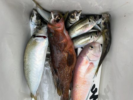 ジグしたりサビキしたり鯛ラバしたり