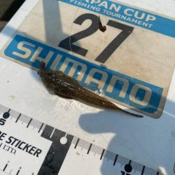 シロギスタ:ようやく通常運行？