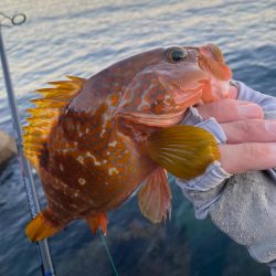 仕事前キジハタ狙い！