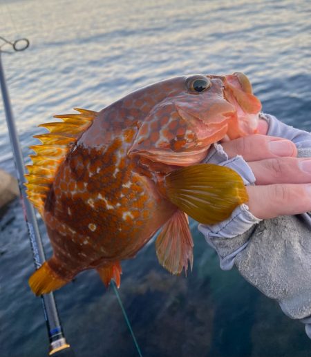 仕事前キジハタ狙い！