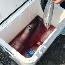 メジカ探しの旅