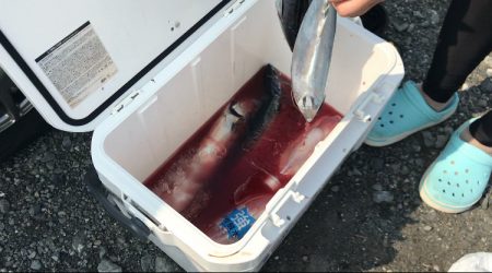 メジカ探しの旅