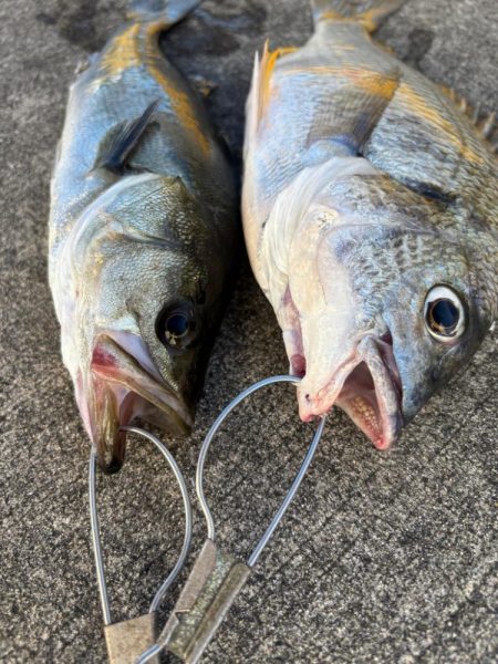 下潮でエビ撒き