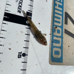 シロギスタ:短時間でボチボチと