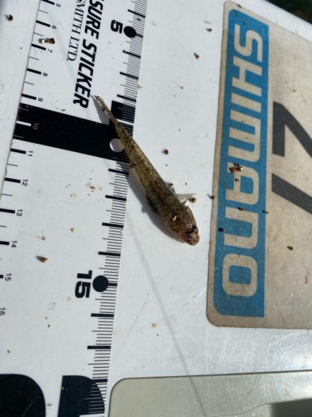 シロギスタ:短時間でボチボチと