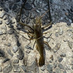 初めてのテナガエビ釣り