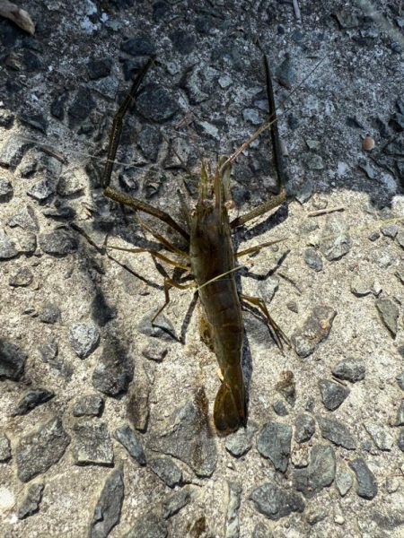 初めてのテナガエビ釣り
