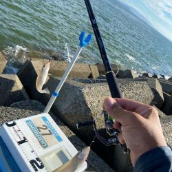 シロギスタ:棚からボタグレ