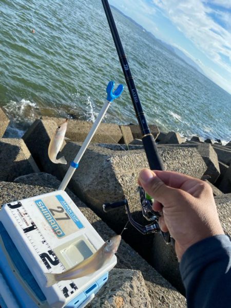 シロギスタ:棚からボタグレ