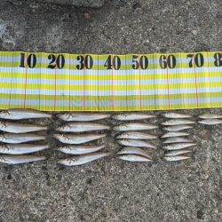 10年振りのキス釣りへ