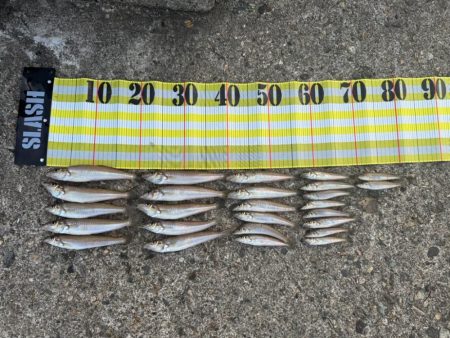 10年振りのキス釣りへ