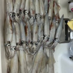 鳥取ケンサキイカ