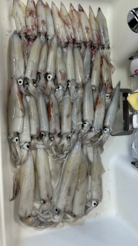 鳥取ケンサキイカ