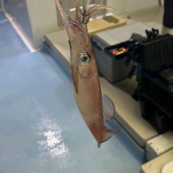 ケンサキイカ/オモリグ・イカメタル