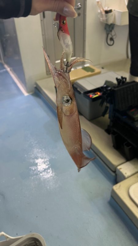 ケンサキイカ/オモリグ・イカメタル