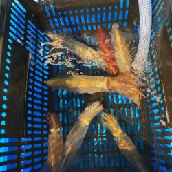 イカメタルリベンジ