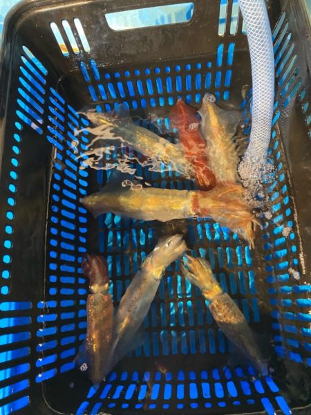 イカメタルリベンジ