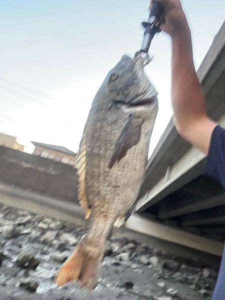 橋脚を狙ってミノーをキャスト！