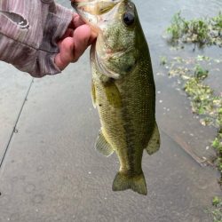 夏のタフったバスにはロングワーム
