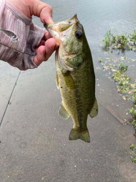 夏のタフったバスにはロングワーム