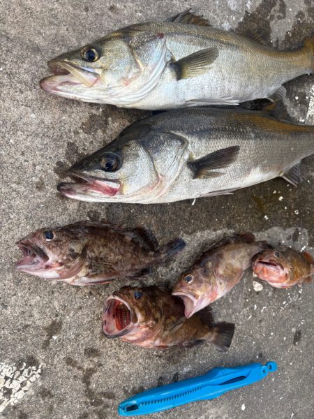 エビ撒き好調です