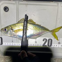 ソウダガツオと良型アジ