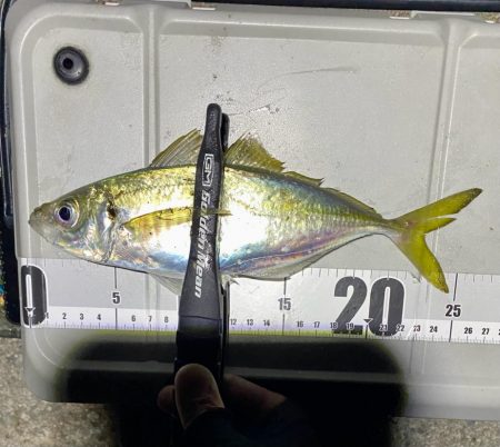 ソウダガツオと良型アジ