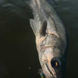 リバーシーバス