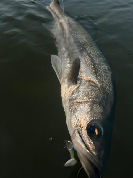 リバーシーバス